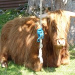 Highland Cow Copyright Conti-Reisen
